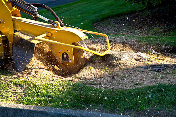 How Our Tree Care Process Works  in  Oblong, IL