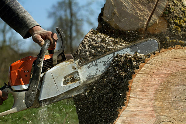 Professional Tree Care Services in Oblong, IL