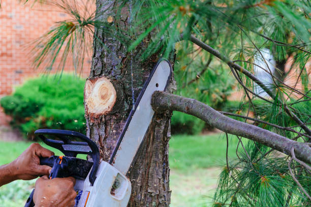 Best Fruit Tree Pruning  in Oblong, IL